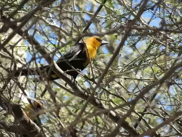 Скачать бесплатно Thrush Ave Bird - бесплатное фото или изображение для редактирования с помощью онлайн-редактора изображений GIMP