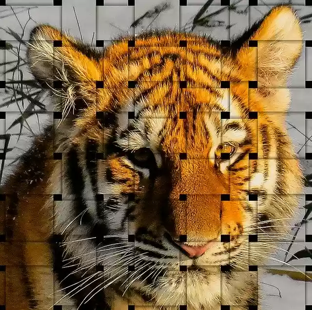 Free download Tiger Image Overlay Wattle -  free illustration to be edited with GIMP free online image editor