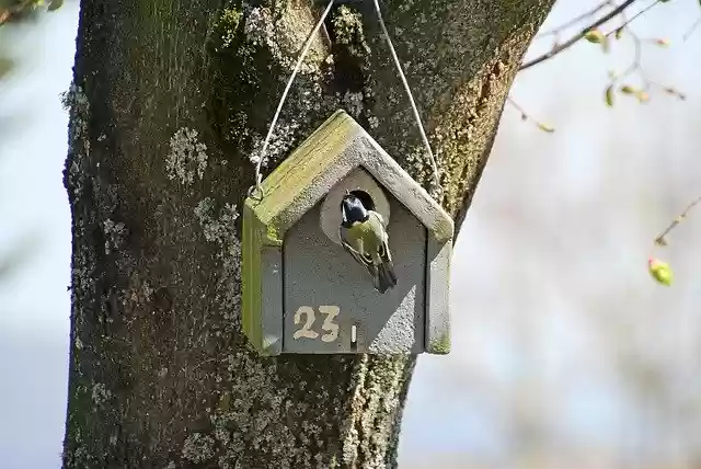 Free download Tit Bird Aviary -  free photo or picture to be edited with GIMP online image editor