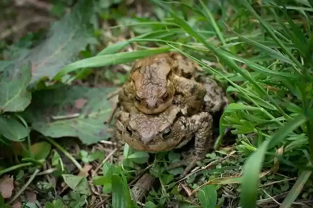 دانلود رایگان Toads Mating Frogs - عکس یا تصویر رایگان قابل ویرایش با ویرایشگر تصویر آنلاین GIMP