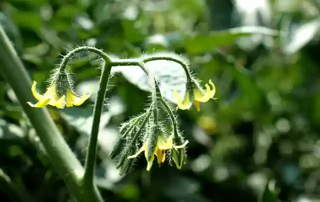 Free download tomato tree tree green flower free picture to be edited with GIMP free online image editor