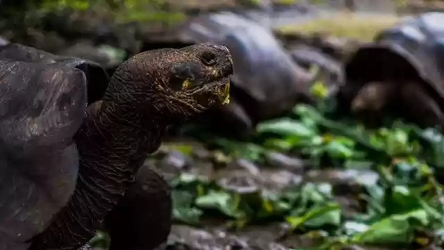 Free download Tortoise Galapagos Reptile -  free photo or picture to be edited with GIMP online image editor