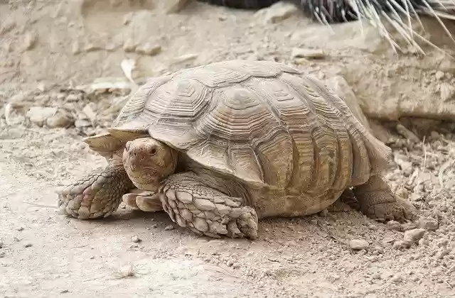 免费下载 Tortoise Turtle Animals - 使用 GIMP 在线图像编辑器编辑的免费照片或图片