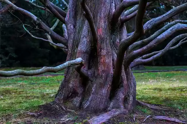 ດາວໂຫຼດຟຣີ Tree Aesthetic Root ແມ່ແບບຮູບພາບທີ່ບໍ່ເສຍຄ່າເພື່ອແກ້ໄຂດ້ວຍຕົວແກ້ໄຂຮູບພາບອອນໄລນ໌ GIMP