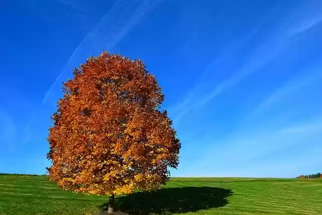 Bezpłatne pobieranie Tree Autumn Orange - bezpłatne zdjęcie lub obraz do edycji za pomocą internetowego edytora obrazów GIMP