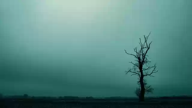 Скачать бесплатно Tree Dreary Dark - бесплатную фотографию или картинку для редактирования с помощью онлайн-редактора изображений GIMP