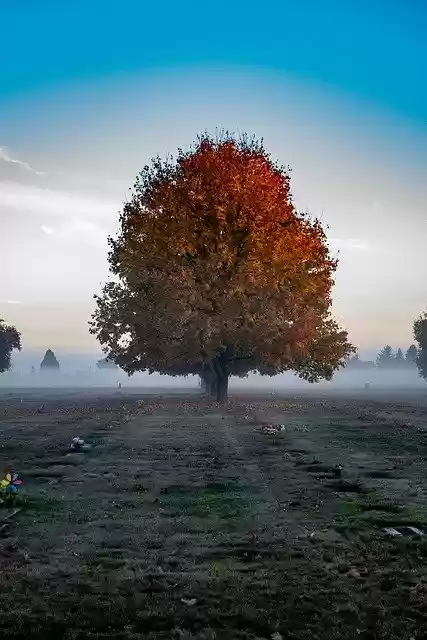 免费下载 Tree Fog Nature - 可使用 GIMP 在线图像编辑器编辑的免费照片或图片