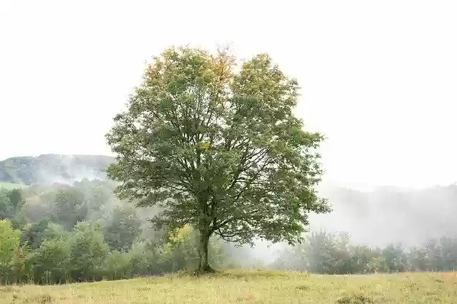 Bezpłatne pobieranie Tree Fog Scenic - bezpłatne zdjęcie lub obraz do edycji za pomocą internetowego edytora obrazów GIMP