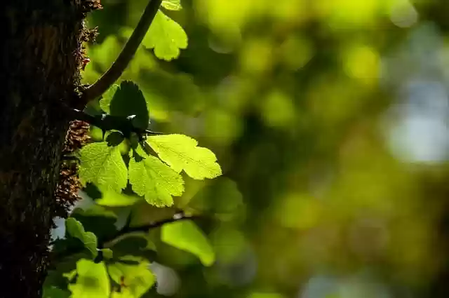 Free download tree forest leaves plants nature free picture to be edited with GIMP free online image editor