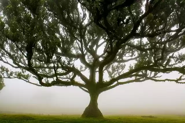 Bezpłatne pobieranie Tree Laurel Greenhouse - bezpłatne zdjęcie lub obraz do edycji za pomocą internetowego edytora obrazów GIMP