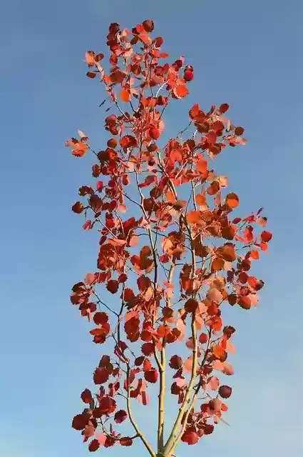 Ücretsiz indir Tree Leaves Fall - GIMP çevrimiçi resim düzenleyici ile düzenlenecek ücretsiz fotoğraf veya resim