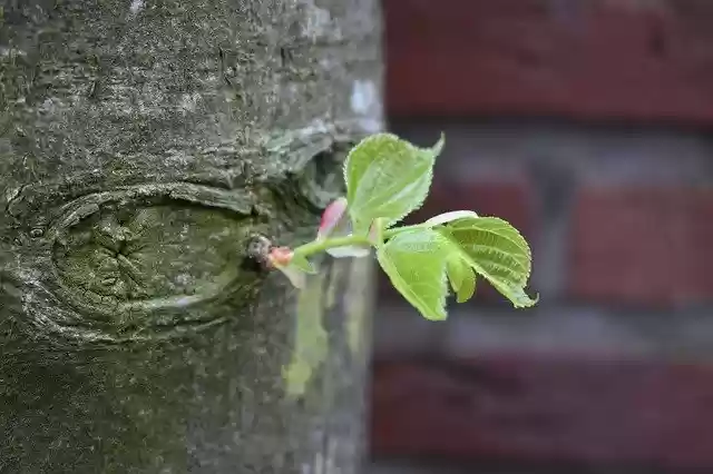 Free download Tree Nature Growing New -  free photo or picture to be edited with GIMP online image editor