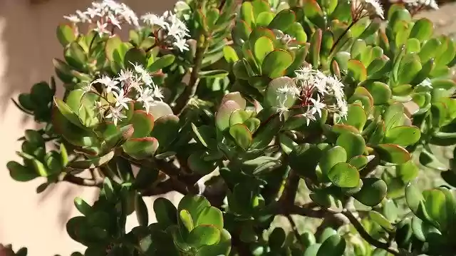 Free download Tree Of Jade Crassula Flowers -  free photo or picture to be edited with GIMP online image editor