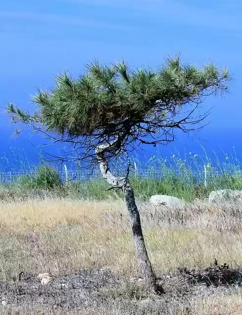 تنزيل مجاني Tree Pine Conifer - صورة مجانية أو صورة ليتم تحريرها باستخدام محرر الصور عبر الإنترنت GIMP