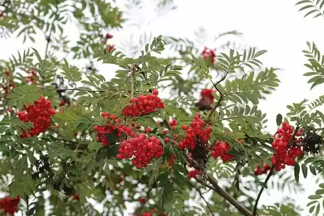 Free download Tree Red Rowan -  free photo or picture to be edited with GIMP online image editor