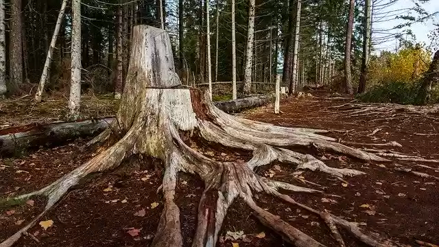 Free download Tree Root Huge Moor Winter -  free free photo or picture to be edited with GIMP online image editor