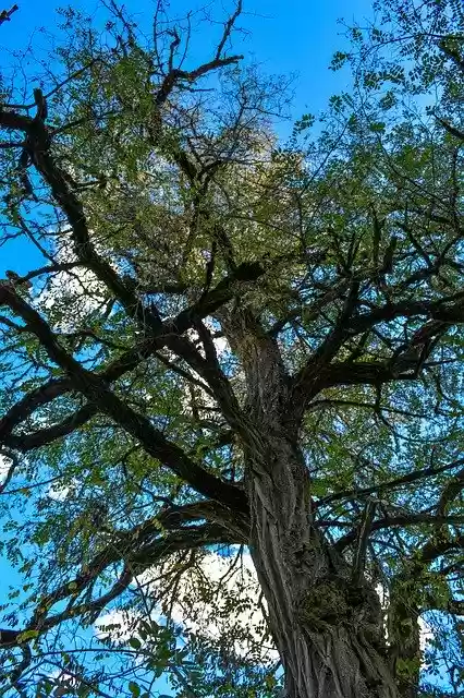 Free download Tree Sky Nature free photo template to be edited with GIMP online image editor