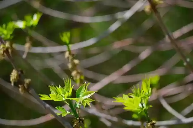 Free download Tree Spring Leaves -  free photo or picture to be edited with GIMP online image editor