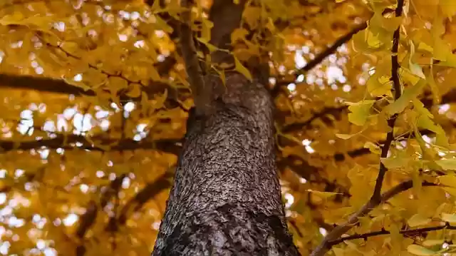 Free download trees trunk leaves foliage natural free picture to be edited with GIMP free online image editor