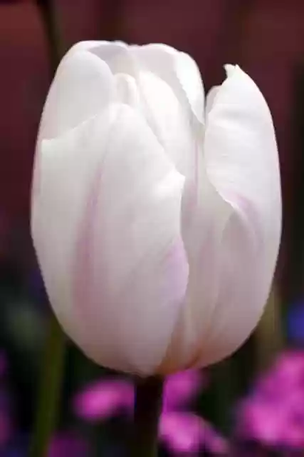 Free download tulip white flower blossom bloom free picture to be edited with GIMP free online image editor