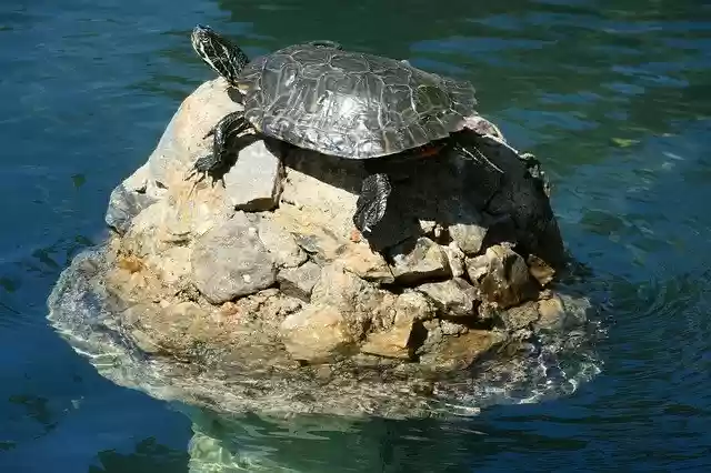 הורדה חינם Turtle Water Lake - תמונה או תמונה בחינם לעריכה עם עורך התמונות המקוון GIMP