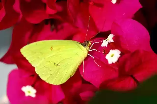 تنزيل Veranera Butterfly Flower مجانًا - صورة أو صورة مجانية ليتم تحريرها باستخدام محرر الصور عبر الإنترنت GIMP