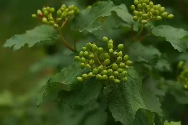 免费下载 Viburnum Summer Flower - 使用 GIMP 在线图像编辑器编辑的免费照片或图片