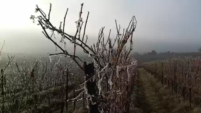 Free download Vineyard Winter Cold -  free photo or picture to be edited with GIMP online image editor