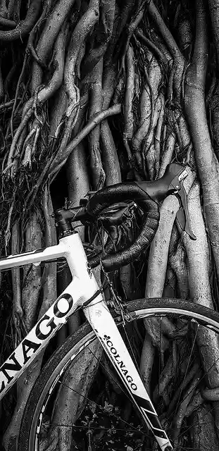 Free download Vintage Look Tree Cycle Black And -  free photo or picture to be edited with GIMP online image editor