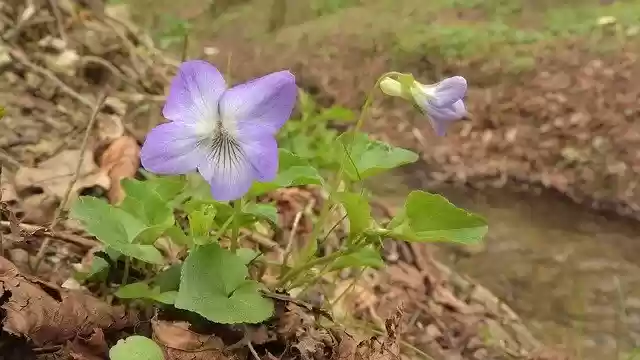 Free download Viola Violet Flowers In The Forest -  free photo or picture to be edited with GIMP online image editor