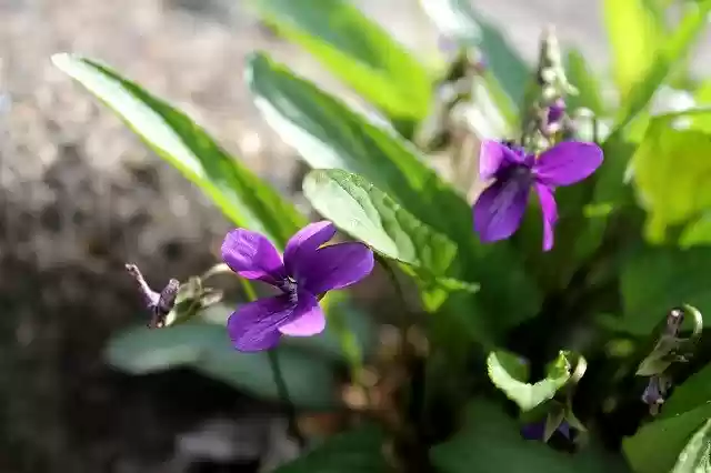 Free download Violets Purple Flowers Spring -  free photo or picture to be edited with GIMP online image editor