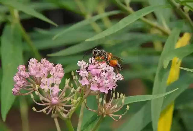 Free download Wasp Milkweed Orange -  free photo or picture to be edited with GIMP online image editor