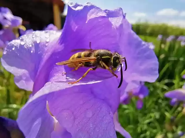 Free download Wasp Resting On A Lilly And -  free photo or picture to be edited with GIMP online image editor