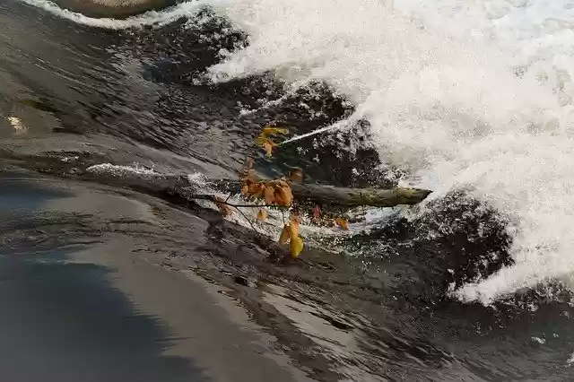 免费下载 Water Branch Nature - 可使用 GIMP 在线图像编辑器编辑的免费照片或图片