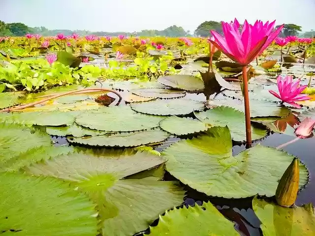 Free download Water Lily Barisal Bangladesh -  free free photo or picture to be edited with GIMP online image editor