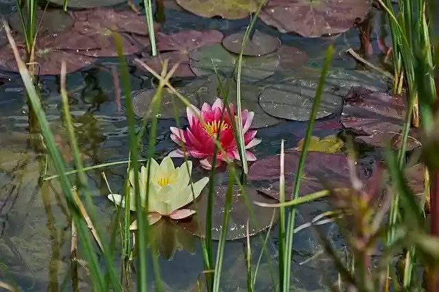 Free download Water Lily Flower Pond -  free photo or picture to be edited with GIMP online image editor