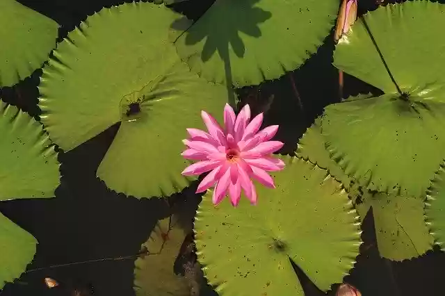 Free download Water Lily Lotus Flower -  free photo or picture to be edited with GIMP online image editor