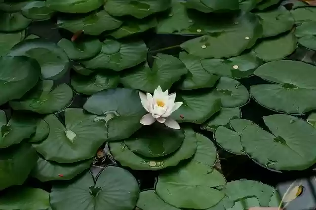 免费下载睡莲植物 - 可使用 GIMP 在线图像编辑器编辑的免费照片或图片