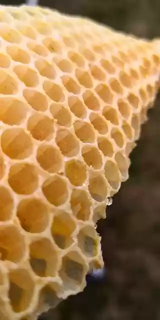 Free download Wax Honeycomb Bees -  free photo or picture to be edited with GIMP online image editor