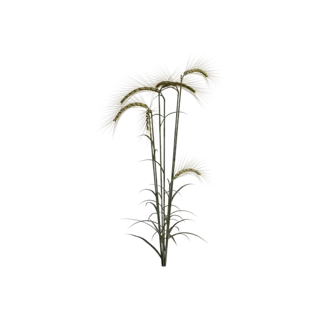 Wheat Field Plant GIMP online editor free Free download Wheat Field Plant free illustration to be edited with GIMP online image editor