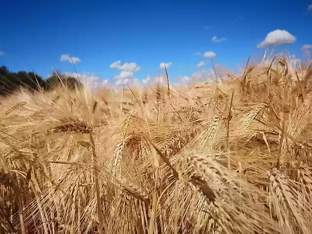 Free download Wheat Harvest Agriculture -  free photo or picture to be edited with GIMP online image editor