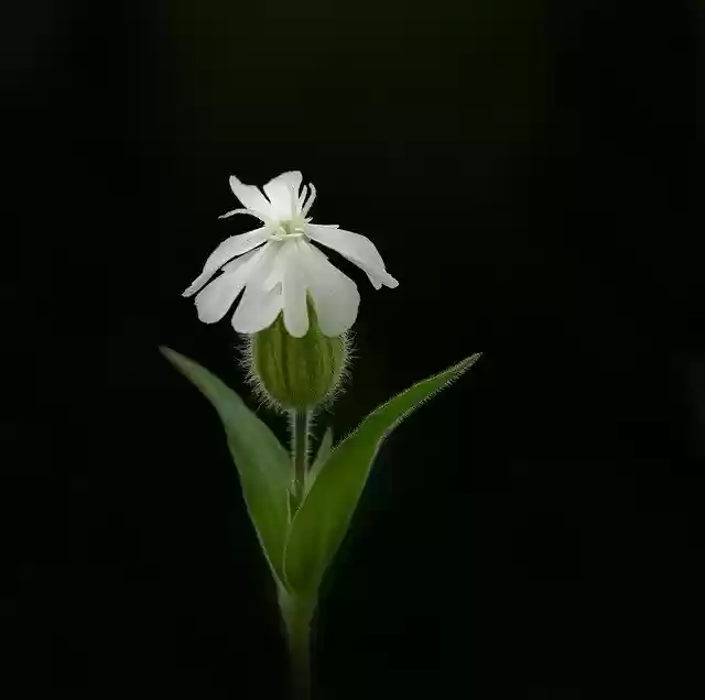 Unduh gratis White Campion Blossom - foto atau gambar gratis untuk diedit dengan editor gambar online GIMP