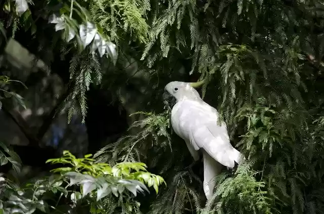 دانلود رایگان White Cockatoo Sulfur Crested - عکس یا تصویر رایگان قابل ویرایش با ویرایشگر تصویر آنلاین GIMP