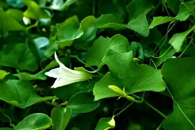 Free download white flower flora green leaves free picture to be edited with GIMP free online image editor