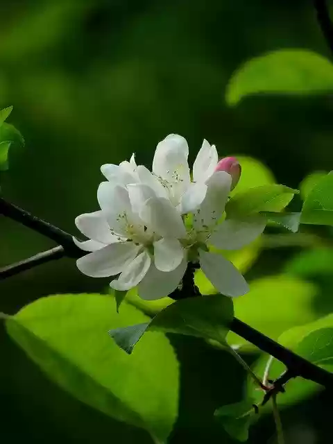 Free download White Flowers Fruits Bloom -  free photo or picture to be edited with GIMP online image editor