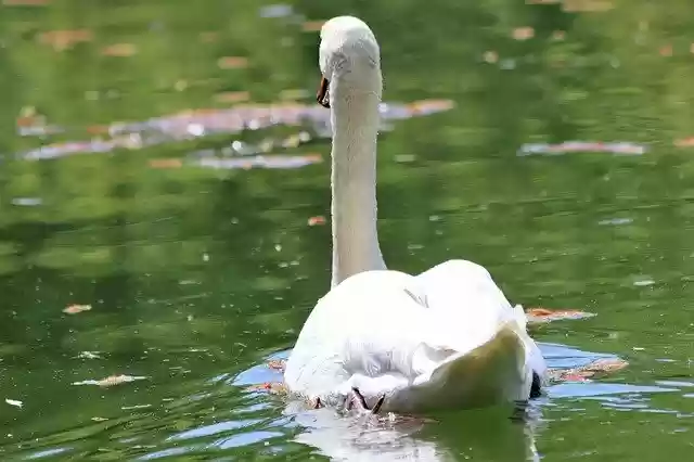 Free download White Swan Swimming Elegant -  free photo or picture to be edited with GIMP online image editor