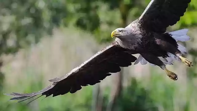 Free download white tailed eagle flying bird bird free picture to be edited with GIMP free online image editor