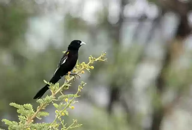 Free download Widow Bird Watching -  free photo or picture to be edited with GIMP online image editor