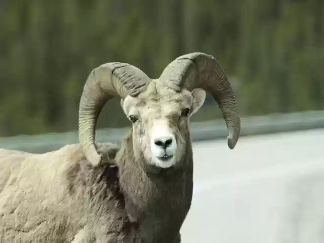 Wild Bighorn Sheep Animal 무료 다운로드 - 무료 사진 또는 GIMP 온라인 이미지 편집기로 편집할 수 있는 사진