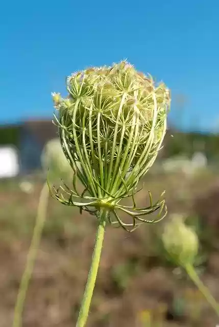 Free download Wild Carrot Garden Plant -  free photo or picture to be edited with GIMP online image editor